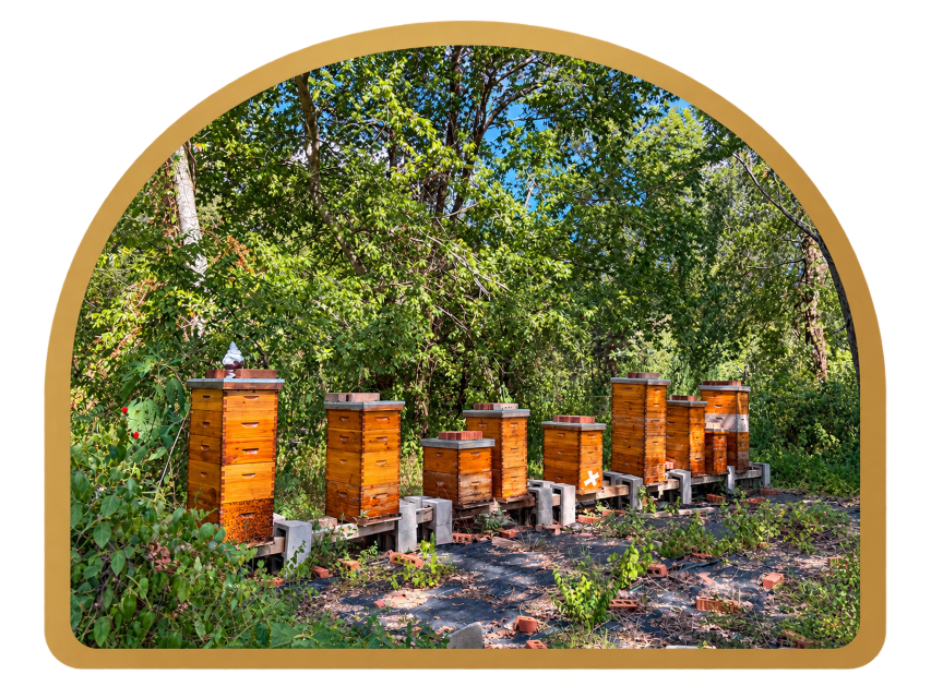 Our Brookshire apiary surrounded by trees and greenery, where our honey begins its journey