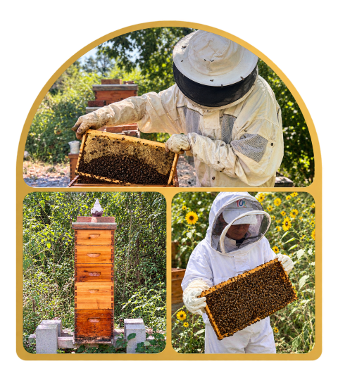 A wooden beehive standing in the peaceful woodland of our Brookshire apiary, home to one of our honeybee colonies